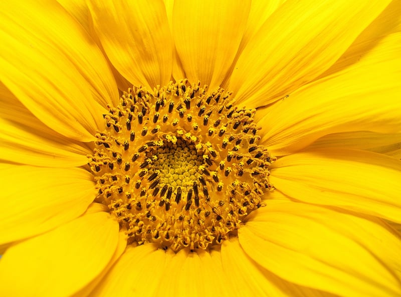 Flower Power